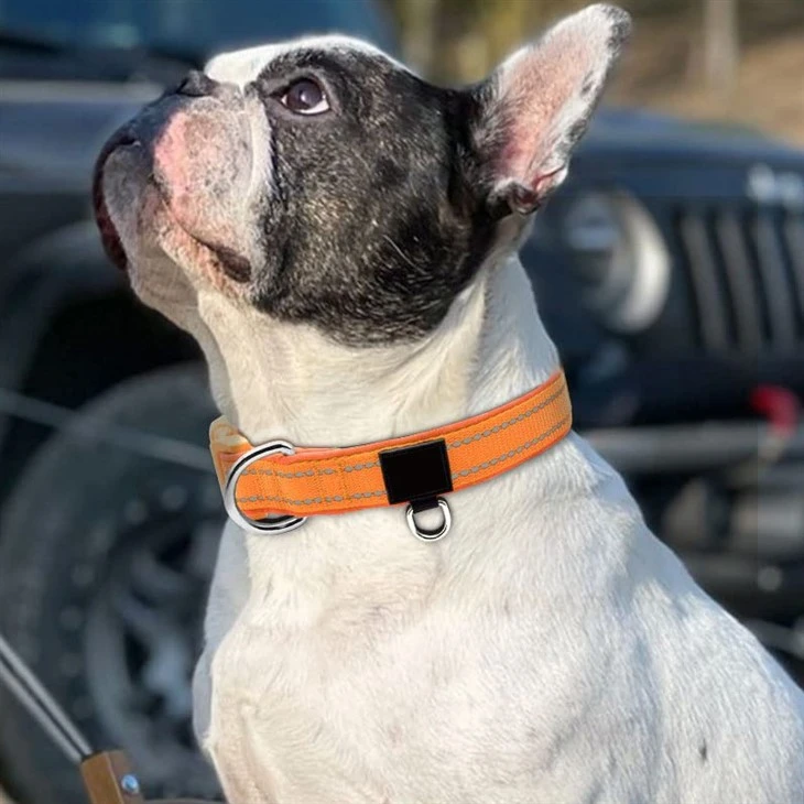 Orange Collar